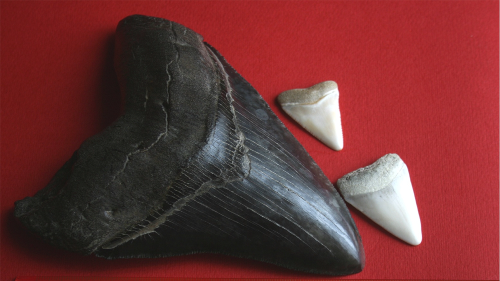 A Megalodon tooth VS those of great white sharks. Megalodon's is much much bigger A Megalodon tooth VS those of great white sharks. Megalodon's is much much bigger